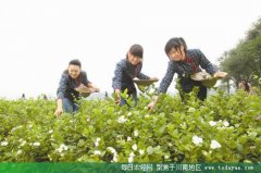 <b>犍为：推动茉莉茶转型升级多元发展</b>