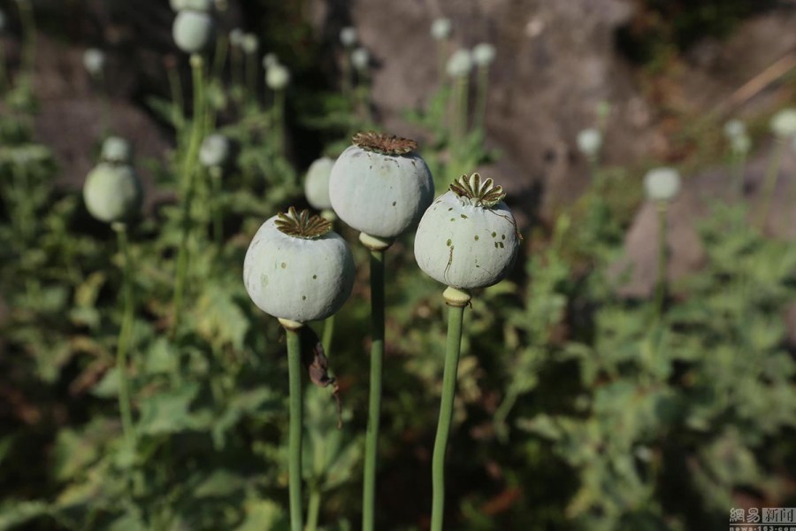 <b>湖南娄底：村民非法种植罂粟2300株被拘留</b>