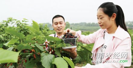 <b>台湾桑葚诱人 泸州市民体验采摘新乐趣</b>