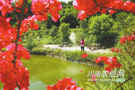 <b>宜宾：种植金银花致富有道 养出生态鱼</b>