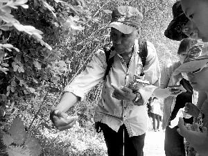 植物专家舒志刚正在教孩子们认识蝎子草。由于手掌没有毛孔，可以用手掌触摸蝎子草；手背毛囊丰富，一旦碰到，就有被蝎子蜇的疼痛感。北京晨报记者