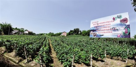 <b>四川：内江着力打造万亩产业示范片</b>