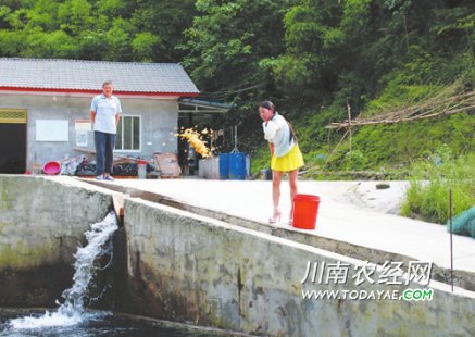 <b>乐山女子返乡养殖生态鱼 致富不忘乡亲</b>