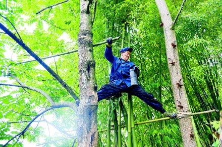 <b>四川：割漆人杨忠修 工作50多年身手依然灵活</b>