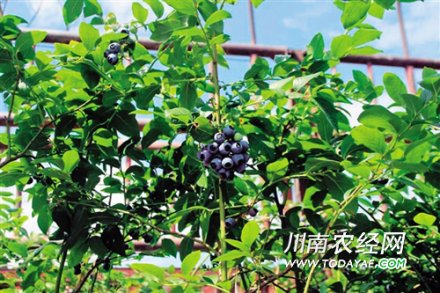 <b>内江：惠裕现代农业综合项目进展顺利</b>