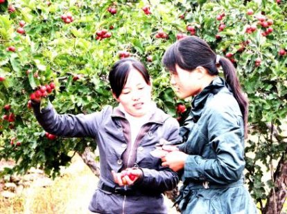 中国经济林之乡”山楂红艳艳果农乐开怀
