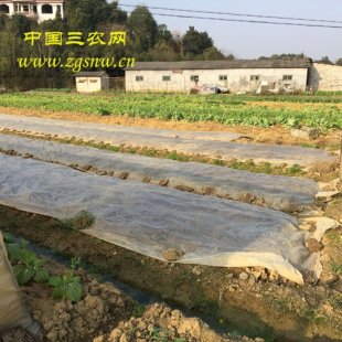 农村养兔照样可以发家致富
