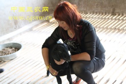 农村女强人唐佳艳 养殖事业不停歇