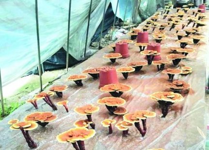 <b>浙江：衢州农科院成功利用柑橘树枝栽培灵芝（图）</b>