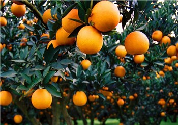重庆强化品牌建设 造三百亿柑橘产业链