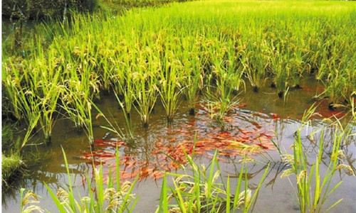 这是一张浙江青田：稻鱼共生系统令联合国高官叹服的配图