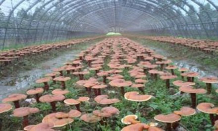 贵州望谟县发展食用菌促进农户增收