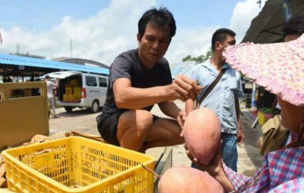 小芒果撑起富农大产业