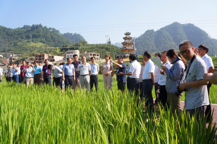 贵州省杂交水稻制种产业现场推进会议在岑巩县召开