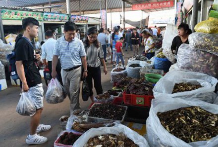云南南华：繁忙的野生菌交易市场