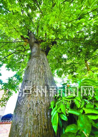 泸州200岁古树结出红豆 树干粗壮需两成人合抱(图)