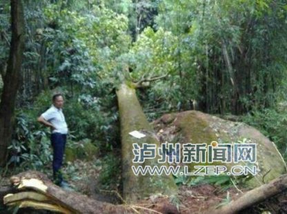 <b>合江县尧坝镇抢救一株500龄珍稀古树</b>