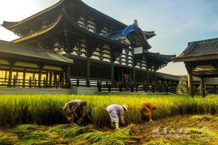 烈日下 峨眉山僧众收割水稻再现农禅画面