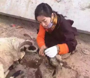 藏族姑娘在四川甘孜放生六千头羊，环保局称对生态压力较大