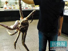 游客广州吃4000元帝王蟹 上桌后疑被掉包成死蟹