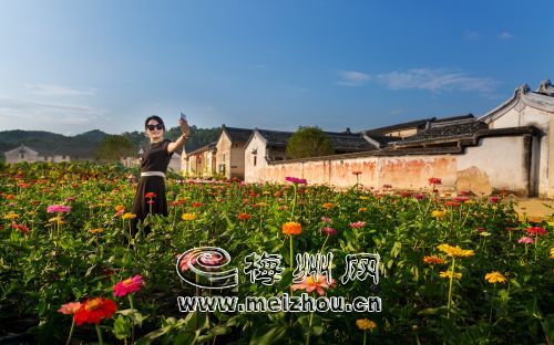西河镇北塘村的各色百日菊陆续开放，吸引游客前来观赏。（连志城　摄）
