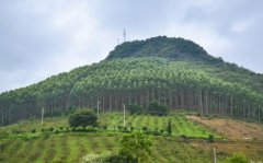 有毒引发白血病？是亡国树？ 桉树缘何成了“众矢之的”？