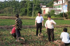 四川简阳：干部深入田间指导栽种 促草莓农户增收致富