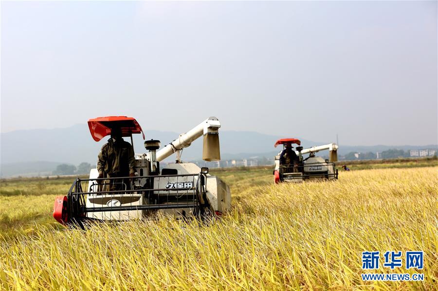 　　10月9日，江西省吉水县水田乡南湾村农民驾驶收割机在田间收割水稻。据农业部农情调度，截至10月8日，全国秋粮收获已完成51.2%，进度同比快5.3个百分点。 新华社发（廖敏 摄）