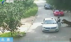 “索赔200余万” 北京被老虎咬伤女当事人首次发声