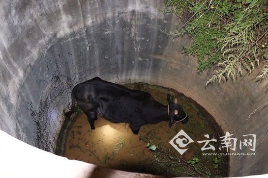 耕牛落深井 云南祥云消防妙计救牛（图）