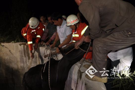 耕牛落深井 云南祥云消防妙计救牛（图）