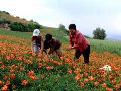 首届兰州日报“甜甜百合”采挖节热闹山乡