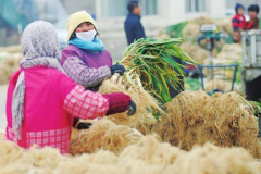 山西太原各大菜市场进入冬储菜备售阶段