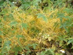 四川泸州江阳区：植物“吸血鬼”入侵行道树