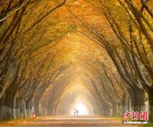 江苏邳州：打响银杏甲天下品牌