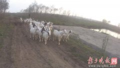 江苏淮安：52只羊被盗 民警让羊羔“喝奶认亲”将其找回