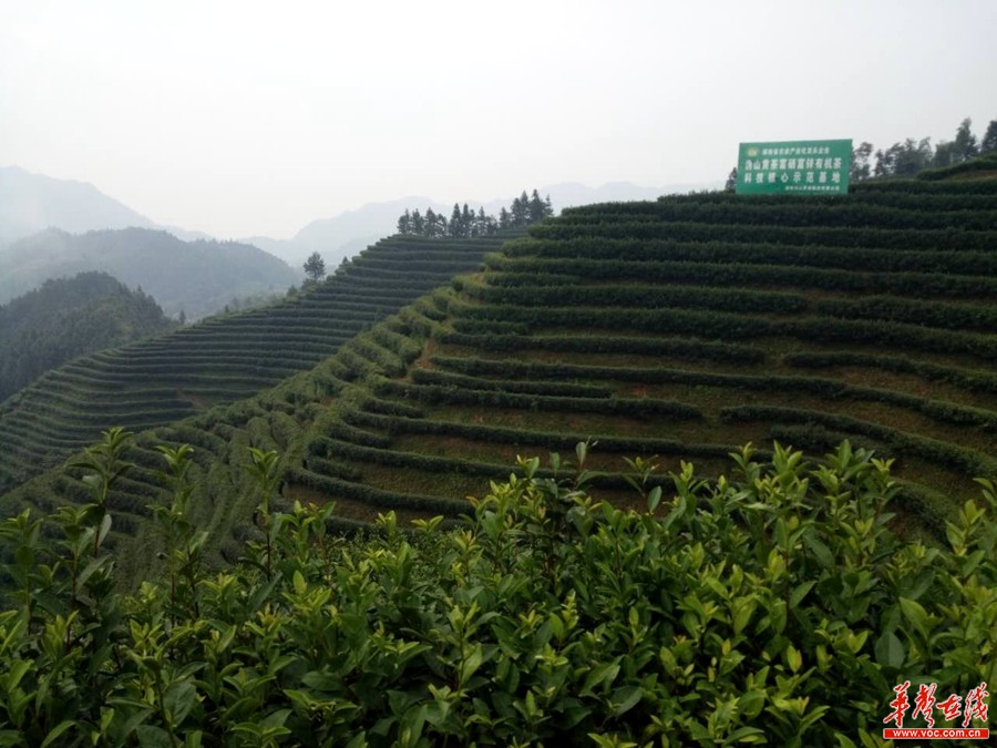 宁乡沩山乡精准扶贫工作纪实：挪穷窝 断穷根 奔小康