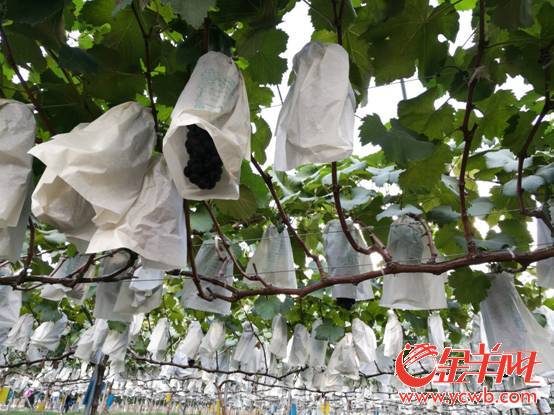 华侨庄园:葡萄藤上结出了现代化新农业_金羊网新闻