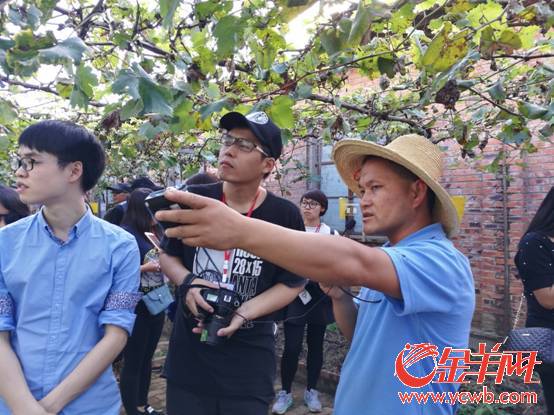 华侨庄园:葡萄藤上结出了现代化新农业_金羊网新闻