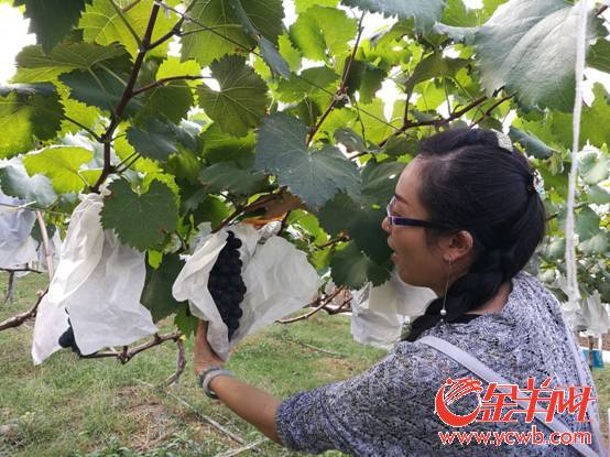 华侨庄园:葡萄藤上结出了现代化新农业_金羊网新闻