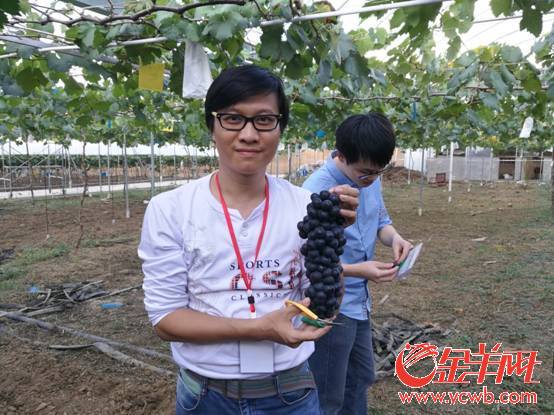 华侨庄园:葡萄藤上结出了现代化新农业_金羊网新闻