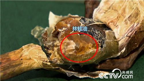 为爱回乡 深山寻宝