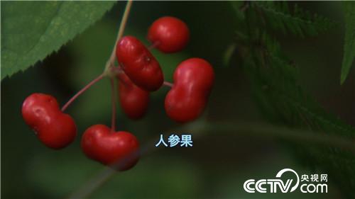 为爱回乡 深山寻宝