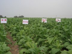 河南渑池县驻村第一书记 为村民带来了发展希望和精神动力