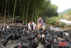 福建省泉州农民：返乡创业 巧念生态特色致富经