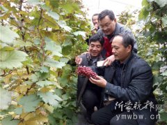 山东省莒南村书记彭金海：大棚葡萄种出“黄金”来