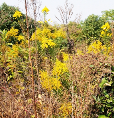 一枝黄花