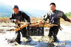 湖北保康：立社扶贫 莲藕丰收农民乐