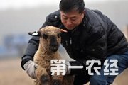 北京海归“羊倌”创业当领头羊带动农民致富
