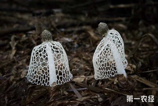 丹霞竹荪